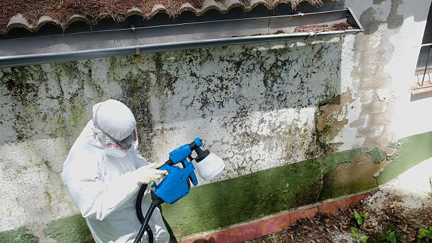 Top rated local Commercial Mold Remediation specialists in Federal Way, WA